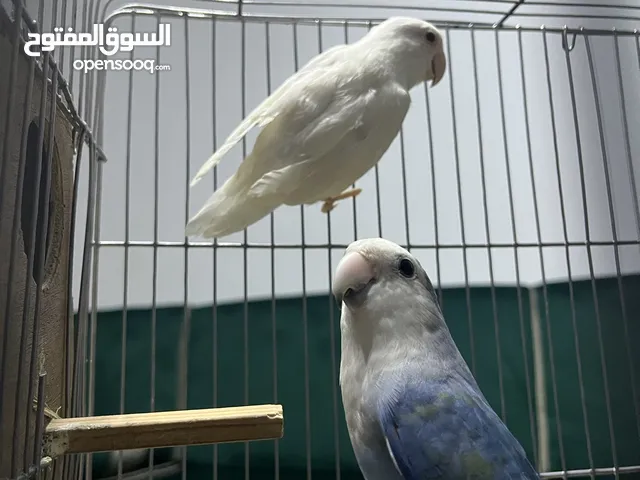 كوبية بركاديلو للبيع اقرا الوصف ساووومو