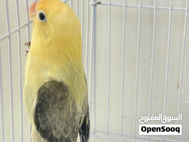 فيسر باربلو ايونج بيور  طالع من ساس باربلو اوبلاين  ذكر مع  شهادة فحص الجنس