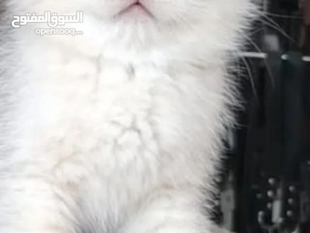 قطة سكوتش تربل فولد جولدن سلفر شديد