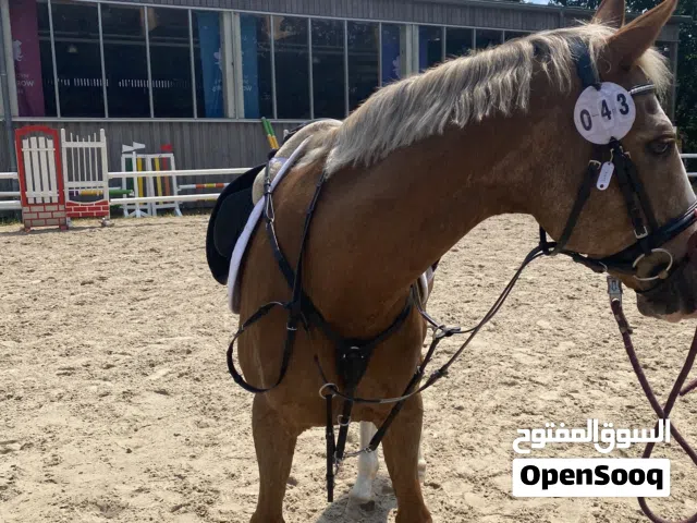 ابحث عن خيول المدارس اكثر من خيل
