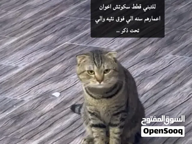 للتبني قطاوة سكوتش فولد