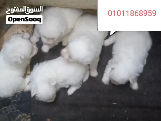 جريفون الماني