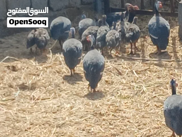 للبيع حبشيات