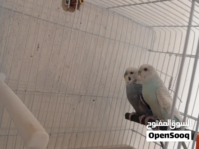 معتصم اللافي