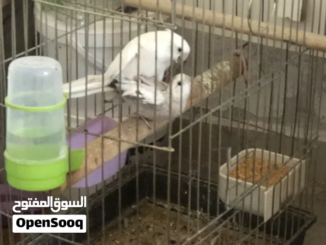 جواز كوكتيل للبيع او بدل