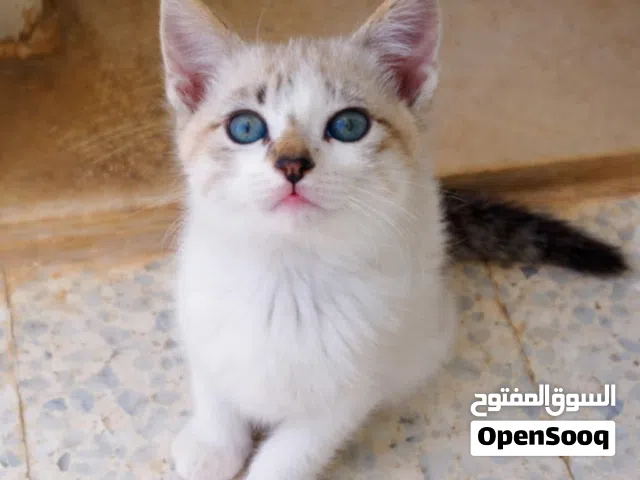 قط سيامي croisé عمره حوالي شهر و نصف عيناه رماديتان