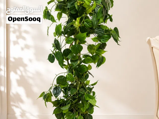Large Ficus / Climbing Plant