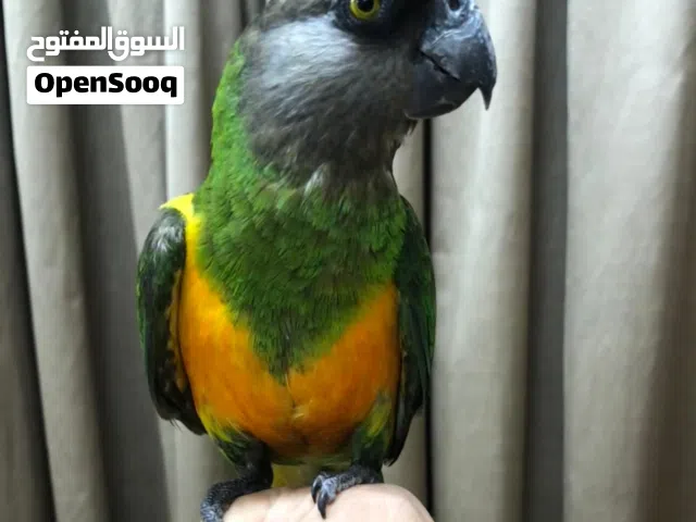 للبيع طير سنغالي ربوة ما يعض حجم جامبو صحة ممتازة