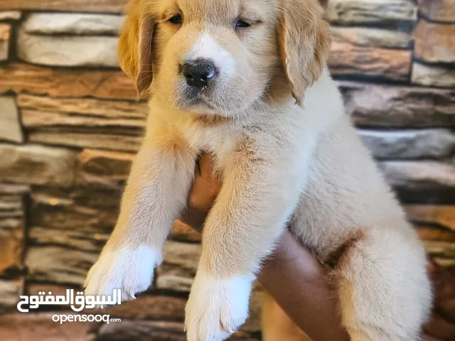 Golden retriever puppy