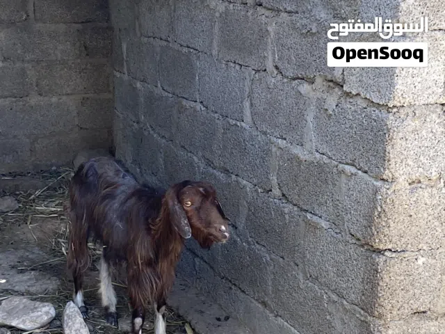 للبيع اغنام عمانيات