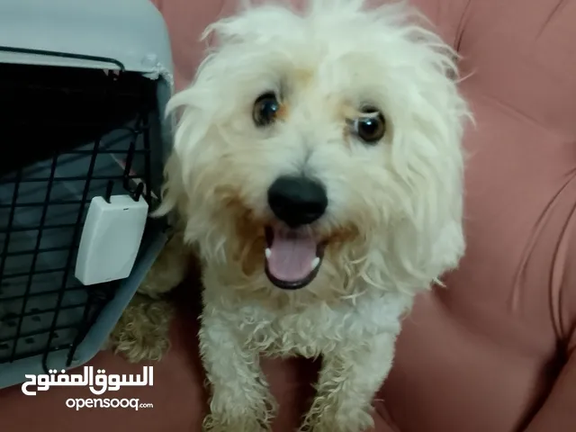 كلب مالتيز عمرو 8شهور