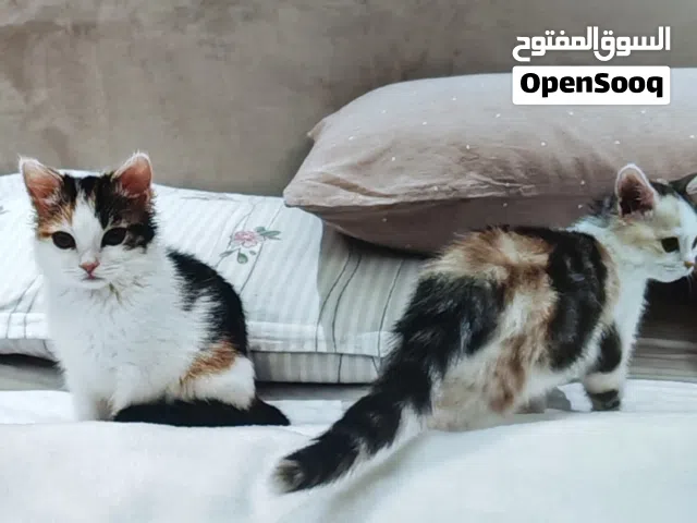 للتبني كتنز بنات