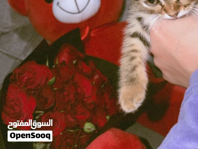 ذكر سكوتش فولد