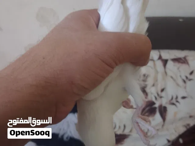 فرخ دره ابيض عين حمراء