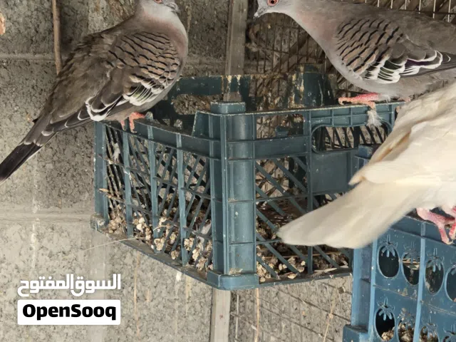 مجموعة من دوفات