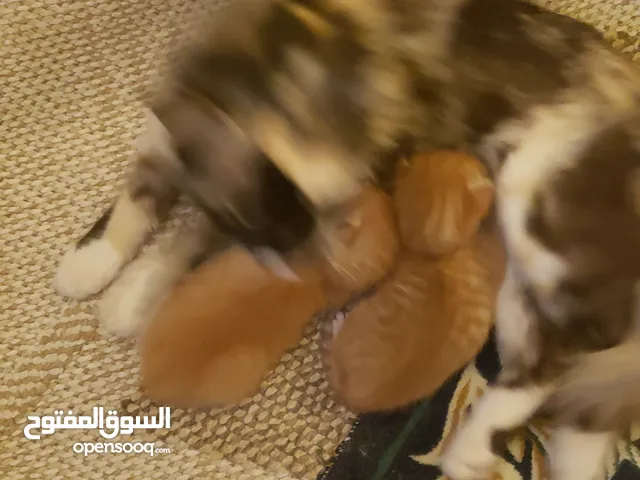 قطط للتبني