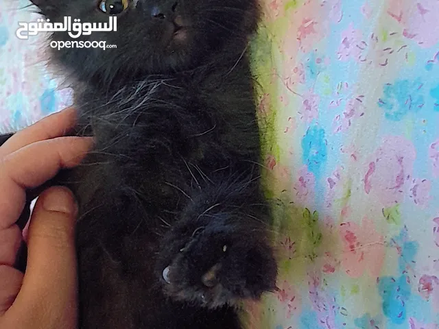 قطط برتش مكس سكوتش للبيع لون اسود وسكني انثى وذكر