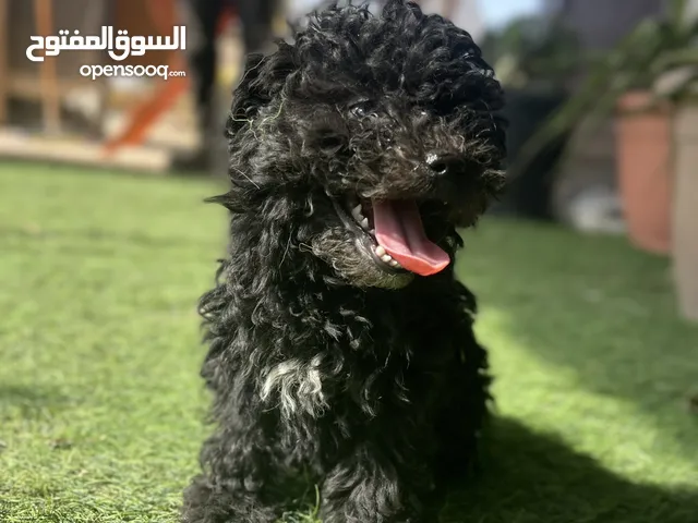 جراء مالتيبو ابتدآ من 199 دينار شامل جواز السفر ومطعومين لكل جرو