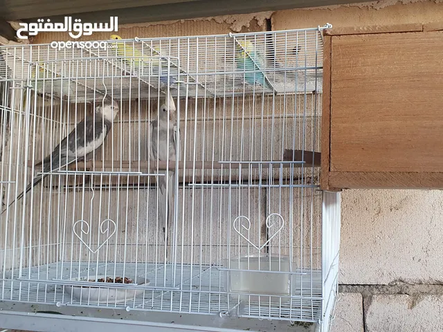 زوج كوكتيل انكليزي انتاج عراقي