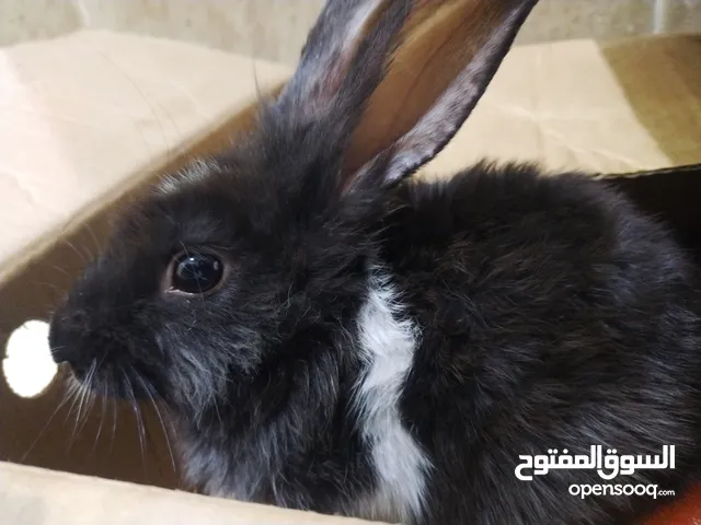 أرنب للبيع