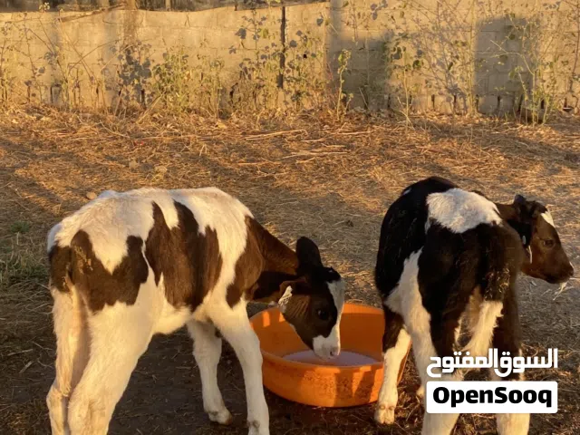 عجال للبيع .