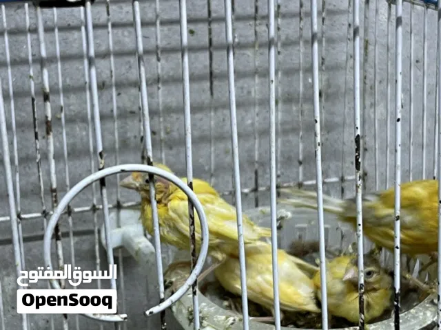 طيور كنار للبيع