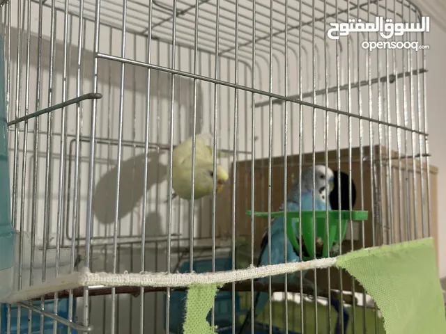 جوز طيور حب