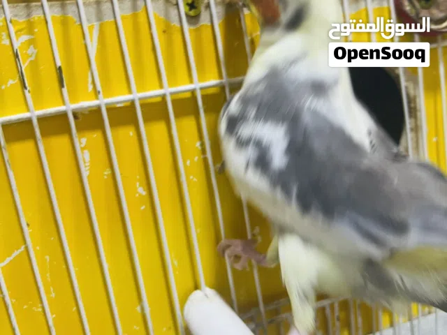 طيور كوكتيل