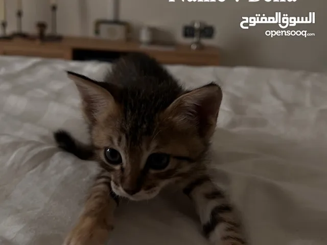 كيتنز للتبني برسوم  ، Kittens for adoption with fee