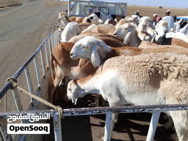 مطلوب جميع انواع الحلال