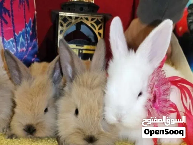 ارانب زينه في حلوان كلمني واتس عشان مش بشوف اشعار البرنامج ده