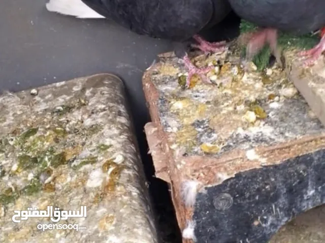 للبيع كوم خمسه جواز تحت الفراخ