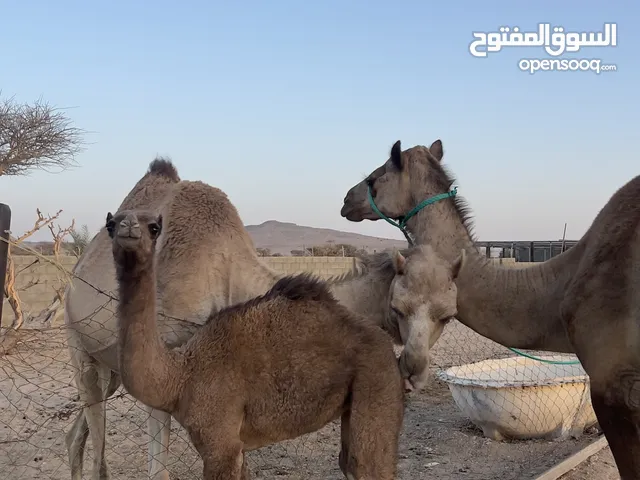 ناقه تحتها بكره