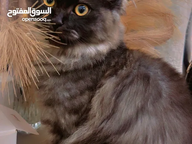 قطة شيرازي لونها رمادي مع رمادي فاتح الجنس : آنثى عمر : 4 اشهر للتبني مجانا بدون اي رسوم