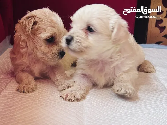 Maltese puppies