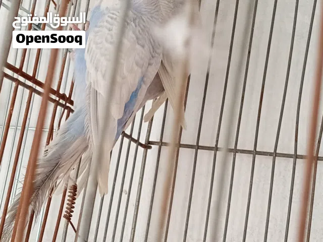 طيور حب 5 حبات 2 شغالات و 3 صغار عمر شهر و شوي السعر بل وصف