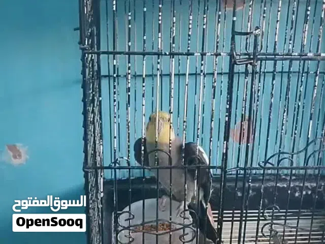 ببغاء كوكتيل اليف جداً جداً جداً قابل لتعلم المزيد والمزيد