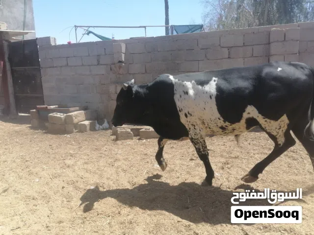 عجول كلمن وسعره البصره