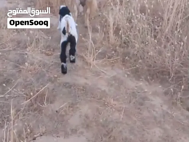 عنز ثنيه حبتين
