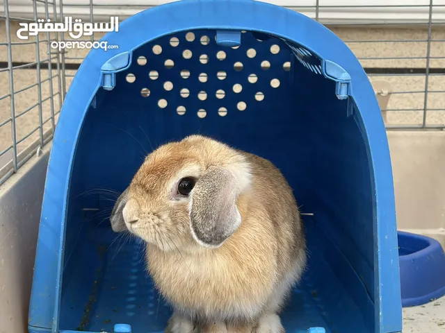 هولاند لوب أنثى منتجة