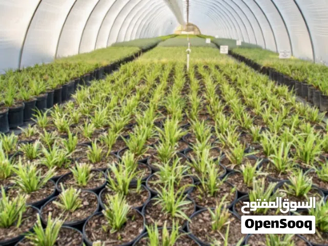 تفصيل بيوت بلاستيكية بأفضل أسعار في المملكة و أفضل خامه