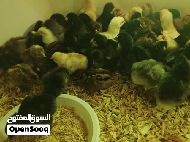 صوص بلدي البزره القديمه