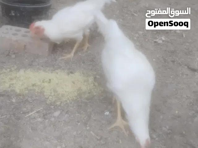 زوج دجاج ديج دجاجه بيض عربي بحاله جديده بصحه جيده ملقح وكامل دجاجه عله وجه بياض