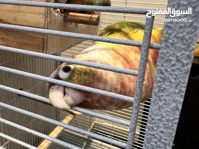 ببغاء كنيور يلو سايد