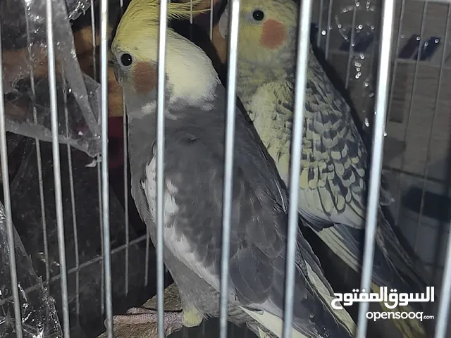 كوكتيل للبيع ايزابيل ومصبع وحبشي