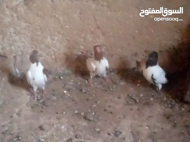 حمام نوع ارباش اذا بدك بلدي موجود اذا بدك امبندق موجود