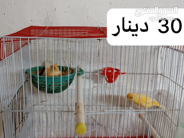 3 جواز عصافير كنار تحتهم بيض + فراخ عمر شهرين ونصف واكثر للبيع موجود في مادبا