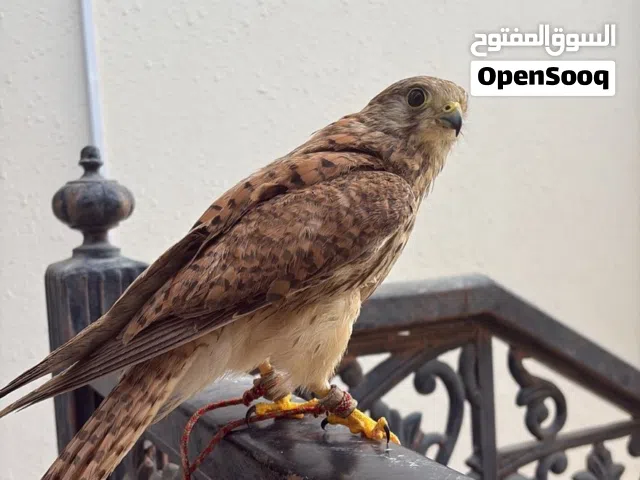 للبيع بذوار يعرف الدعو القناطر حمام كلشي الي يبغي الفيديوهات وجاد يرمسني طالب فيه 600 وايا كل اغراضه