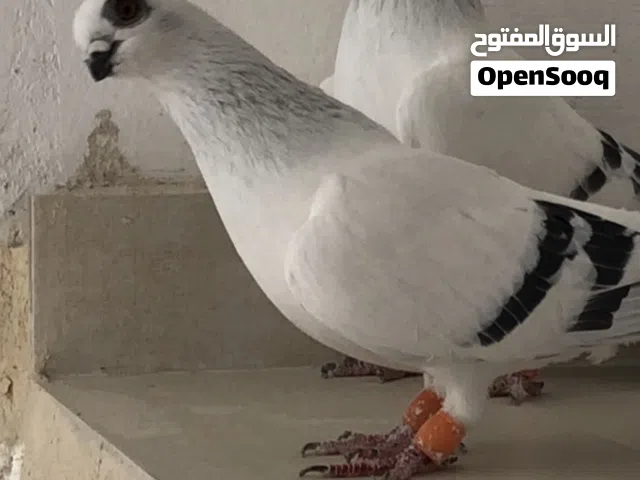 متاح بصلاة ع النبي جواز نخب بواز 3جواز كشكي نواريات سواد