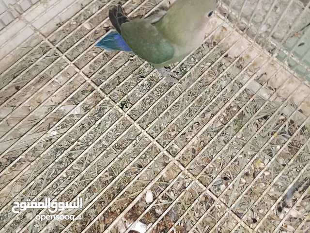 فرخ روز قرين